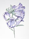 Canterbury Bells drawing in ink and colored pencil