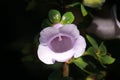 Canterbury bells (Gloxinia perrenis) single flower