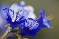 Canterbury Bells in spring at Joshua Tree National Park, California Royalty Free Stock Photo