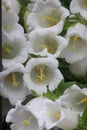Canterbury bells, white bell flower (Campanula medium 'alba')