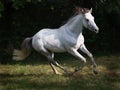 Cantering Grey Horse Royalty Free Stock Photo