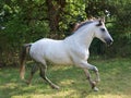 Cantering Grey Horse Royalty Free Stock Photo