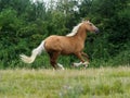 Cantering Horse Royalty Free Stock Photo