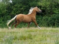 Cantering Horse Royalty Free Stock Photo