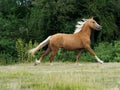 Cantering Horse Royalty Free Stock Photo