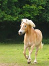 Cantering Horse Royalty Free Stock Photo