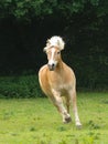 Cantering Horse Royalty Free Stock Photo