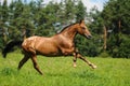 Cantering horse Royalty Free Stock Photo