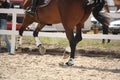 Cantering horse legs close up