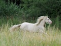 Cantering Horse Royalty Free Stock Photo