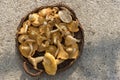 Cantharellus Royalty Free Stock Photo