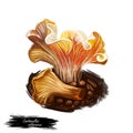 Cantharellus californicus, mud puppy or oak chanterelle digital art illustration. Fungus of circled shape, natural vegetable,