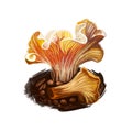 Cantharellus californicus, mud puppy or oak chanterelle digital art illustration. Fungus of circled shape, natural vegetable,