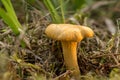 Cantharellus cibarius. Chanterelle is edible wild fungus. Yellow mushroom, natural environment background. Royalty Free Stock Photo