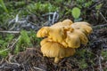 Cantharellus cibarius