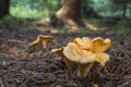 Cantharellus cibarius