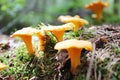 Cantharellus cibarius chanterelle, golden chanterelle, girolle - edible mushroom. Fungus in the natural environment