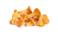 Cantharellus cibarius, commonly known as the chanterelle, or girolle