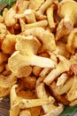 Cantharellus cibarius, commonly known as the chanterelle, golden chanterelle or girolle