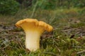 Cantharellus cibarius fungus Royalty Free Stock Photo