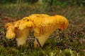 Cantharellus cibarius mushroom Royalty Free Stock Photo