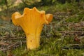 Cantharellus cibarius mushroom