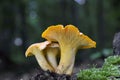 Cantharellus cibarius is a species of golden chanterelle mushroom in the genus Cantharellus. Royalty Free Stock Photo