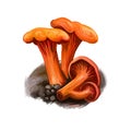 Cantharellus cinnabarinus, genus Cantharellus digital art illustration. Hardwood ingredient natural organic raw food, vegetable