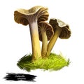 Cantharellus or Craterellus tubaeformis, yellowfoot or winter mushroom closeup digital art illustration. Boletus has brownish grey