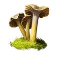 Cantharellus or Craterellus tubaeformis, yellowfoot or winter mushroom closeup digital art illustration. Boletus has