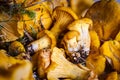 Cantharellus/Finferli, gourmet edible mushrooms Royalty Free Stock Photo