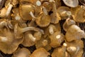 Cantharellus Royalty Free Stock Photo