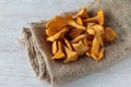 Cantharellus mushrooms Royalty Free Stock Photo