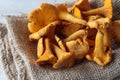 Cantharellus mushrooms Royalty Free Stock Photo
