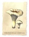 Cantharellus mushrooms. Royalty Free Stock Photo