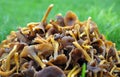 Cantharellus tubaeformis Royalty Free Stock Photo