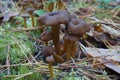 Cantharellus tubaeformis Royalty Free Stock Photo