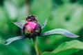 The Cantharidae beetles copulate on a peony bud. Reproduction of insects.