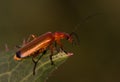 Cantharis Royalty Free Stock Photo