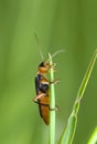 Cantharis