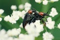 Cantharis beetles / Black and red Royalty Free Stock Photo