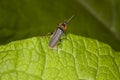 Cantharis fusca on the green leaf Royalty Free Stock Photo