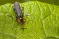 Cantharis fusca on the green leaf