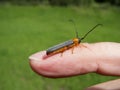 Cantharis fusca_soldier beetle back view Royalty Free Stock Photo