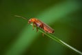 Cantharis fusca, soldier beetle on edge of grass. Macro animal, insect background Royalty Free Stock Photo