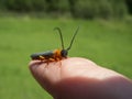 Cantharis fusca_soldier beetle front view Royalty Free Stock Photo