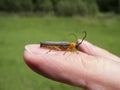 Cantharis fusca_soldier beetle