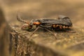 Cantharis fusca Royalty Free Stock Photo