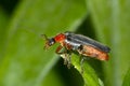 Cantharis livida