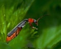 Cantharis livida Royalty Free Stock Photo